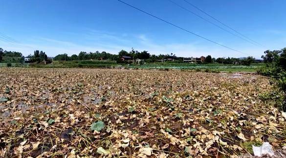 山东泰山vs北京国安_重庆一农户意外离世留下20多万元债务山东泰山vs北京国安,200亩藕塘内数万斤藕愁销路,多方助家属卖藕还债