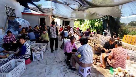 山东泰山vs北京国安_重庆一农户意外离世留下20多万元债务山东泰山vs北京国安,200亩藕塘内数万斤藕愁销路,多方助家属卖藕还债