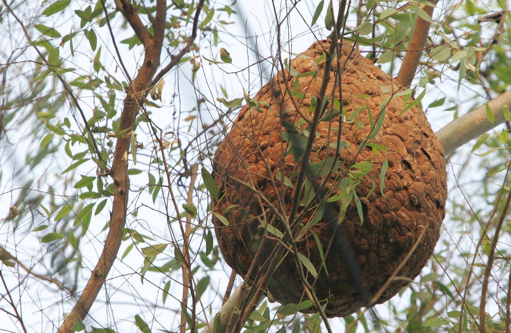 世界杯2026_两儿童遭蜂群蜇伤身亡世界杯2026,养蜂人涉过失致人死亡被立案!胡蜂养殖监管存模糊地带
