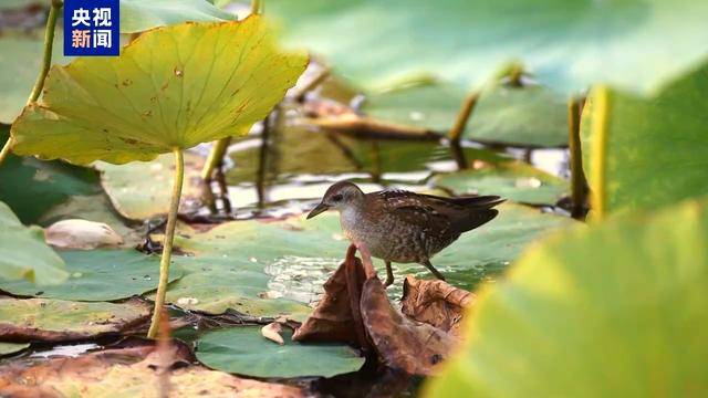 阿祖里联 vs 明迪尔王牌_新疆玛纳斯湿地:首次发现珍稀鸟类姬田鸡
