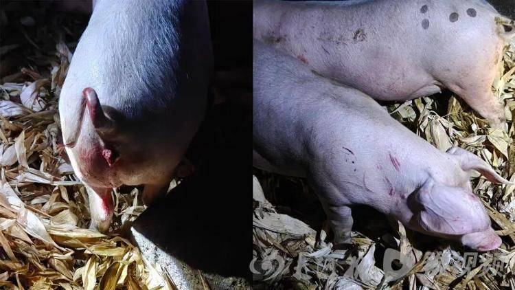 白俄罗斯 vs丹麦
_湖北鹤峰县疑再现老虎踪迹白俄罗斯 vs丹麦
，村民家猪遭袭，玉米地发现脚印，此前男子自称干农活时被抓伤，当地回应