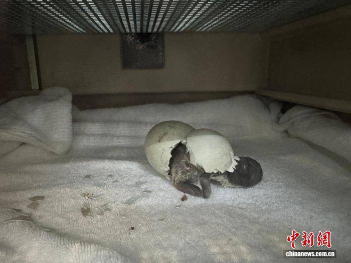 皇冠信用盘去哪里弄
_广州正佳极地海洋世界诞生今年第一只南极小企鹅