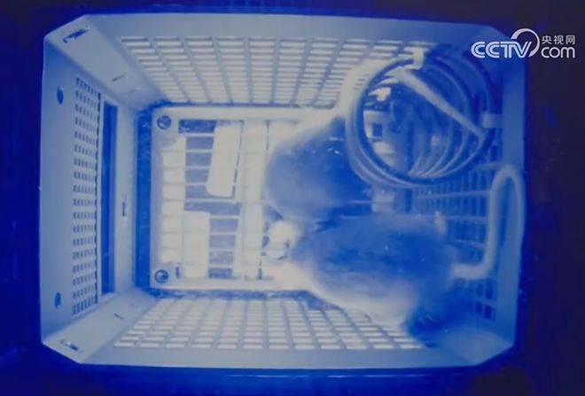 皇冠信用網注册开户
_神舟二十一号升空！现在的问题是皇冠信用網注册开户
，导师上天了，组会还开吗？