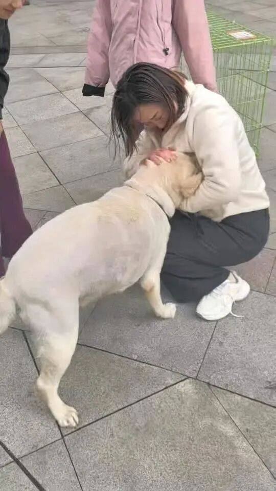 皇冠信用网怎么代理
_青岛一只拉布拉多犬走失三月后皇冠信用网怎么代理
,长沙街头被网友发现并收留,目前犬只已被送回犬主身边