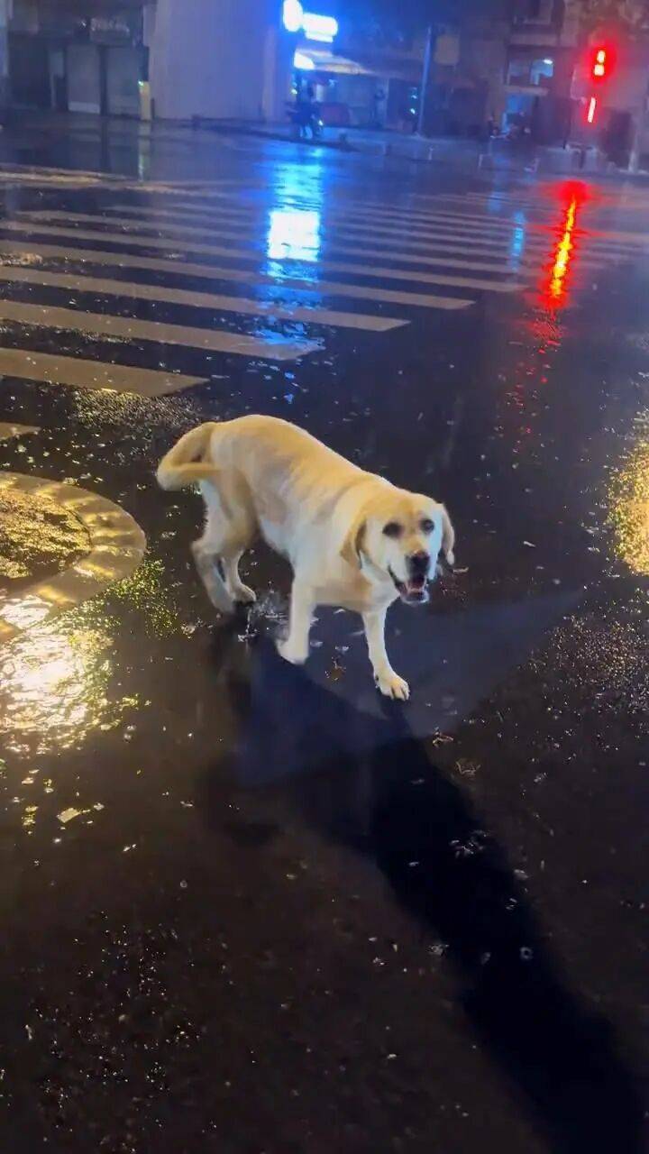 皇冠信用网怎么代理
_青岛一只拉布拉多犬走失三月后皇冠信用网怎么代理
,长沙街头被网友发现并收留,目前犬只已被送回犬主身边