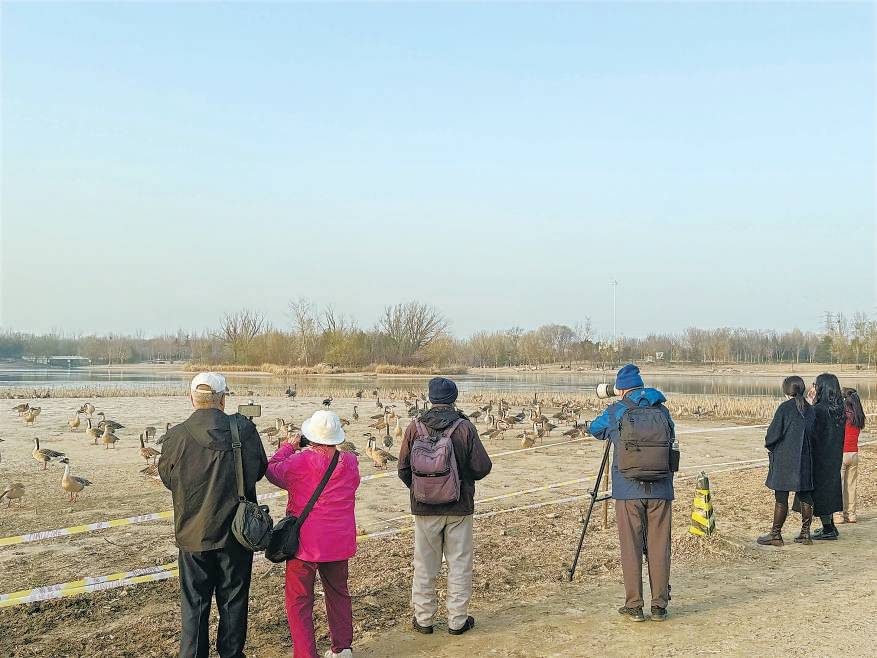 皇冠信用出租
_“大姐皇冠信用出租
，再喂它们就走不了了！”