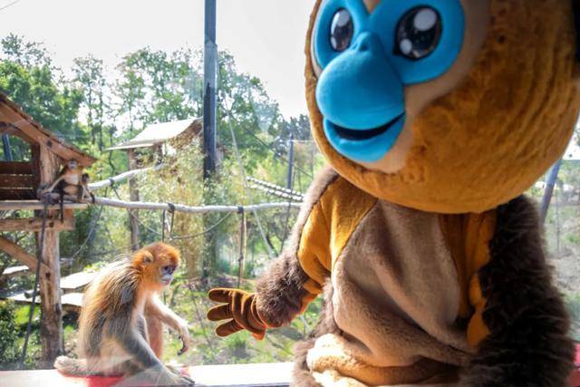 怎么申请皇冠信用网_访华结束前怎么申请皇冠信用网，马克龙把熊猫弄到手了