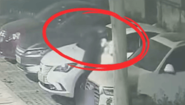 苏格兰超级联赛_看到立即报警苏格兰超级联赛！这种小卡片竟是电诈引流工具