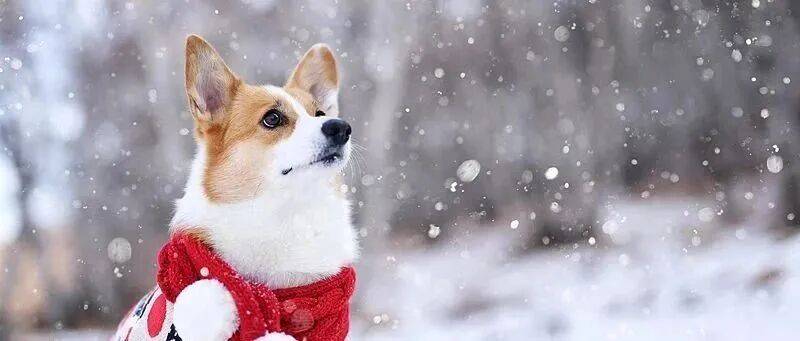 皇冠信用网会员注册网址_雪在路上了!北京今夜局地中雪皇冠信用网会员注册网址,降雪路线——