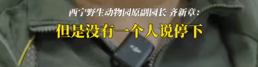 皇冠信用网结算日_“一群男人哭得像傻子！”雪豹“凌寒”脑梗复发死亡皇冠信用网结算日，原副园长：心脏停跳40分钟，没有一个人停下放弃