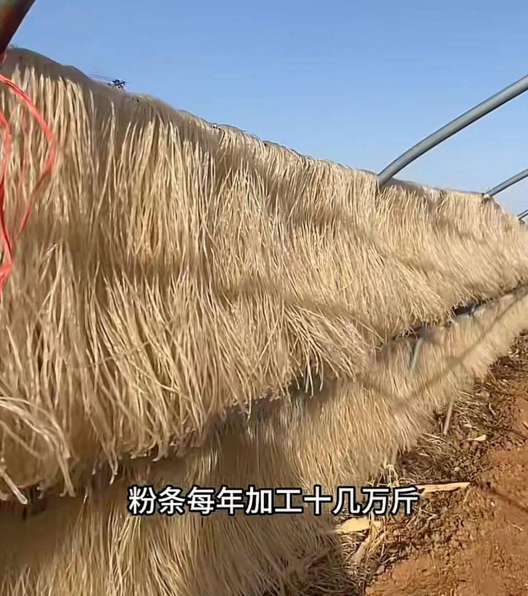 世界杯皇冠代理平台_河南69岁“红薯奶奶”轮椅上创业30余年世界杯皇冠代理平台，一年收益200多万，每年发出的工人工资至少60万