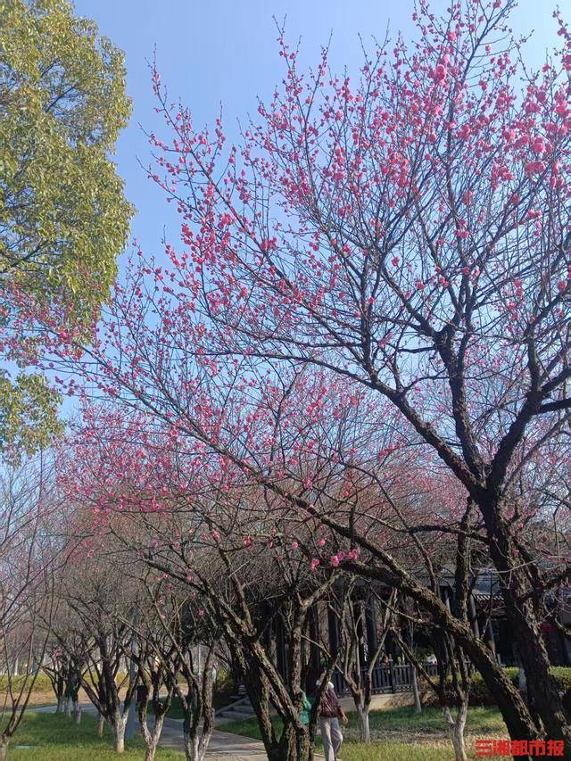 皇冠信用网平台_梅花开了！长沙“梅花季”提前报到皇冠信用网平台，这份赏梅攻略请收好