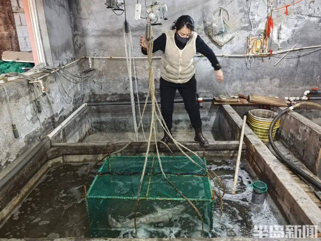 皇冠信用网会员_神奇！青岛渔民出海捕到一条怪鱼皇冠信用网会员，身价昂贵！